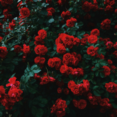 rose