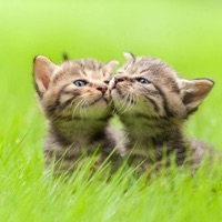 tadpoles - Single - BedBug