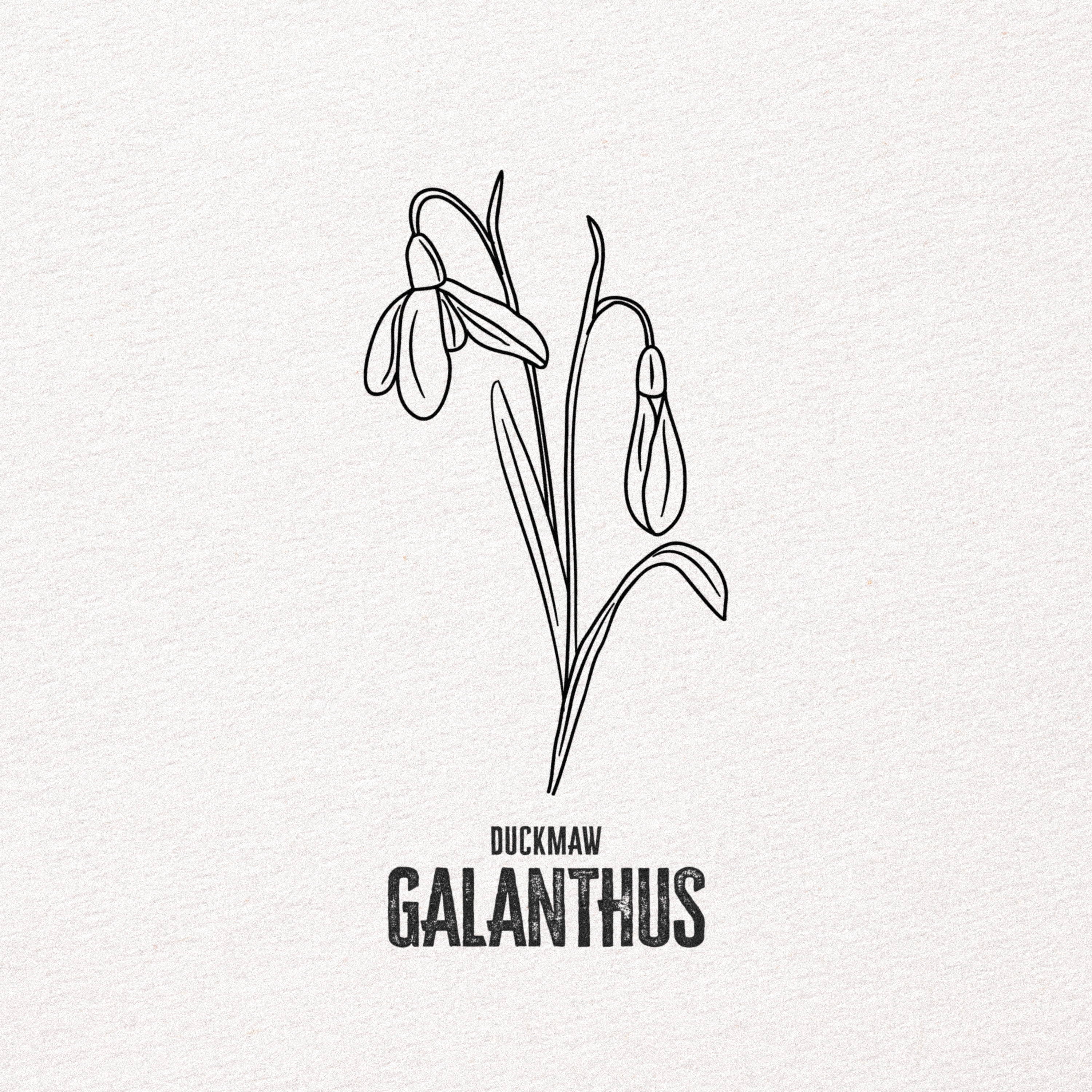 Galanthus - Single