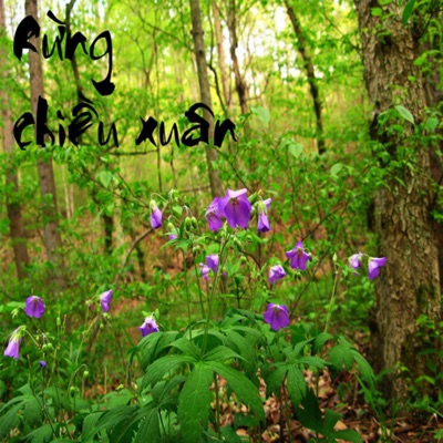 Rừng Chiều Xuân