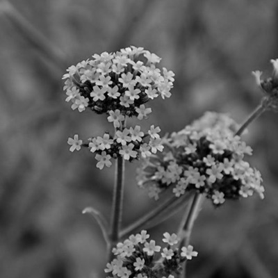 Verbena - Single
