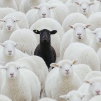 Black Sheep - luhhc4