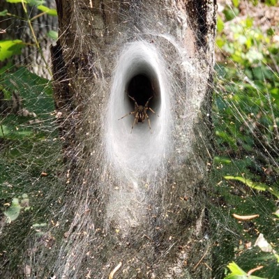 Get Rid of Me (feat. Lobus & popularreject) - Single