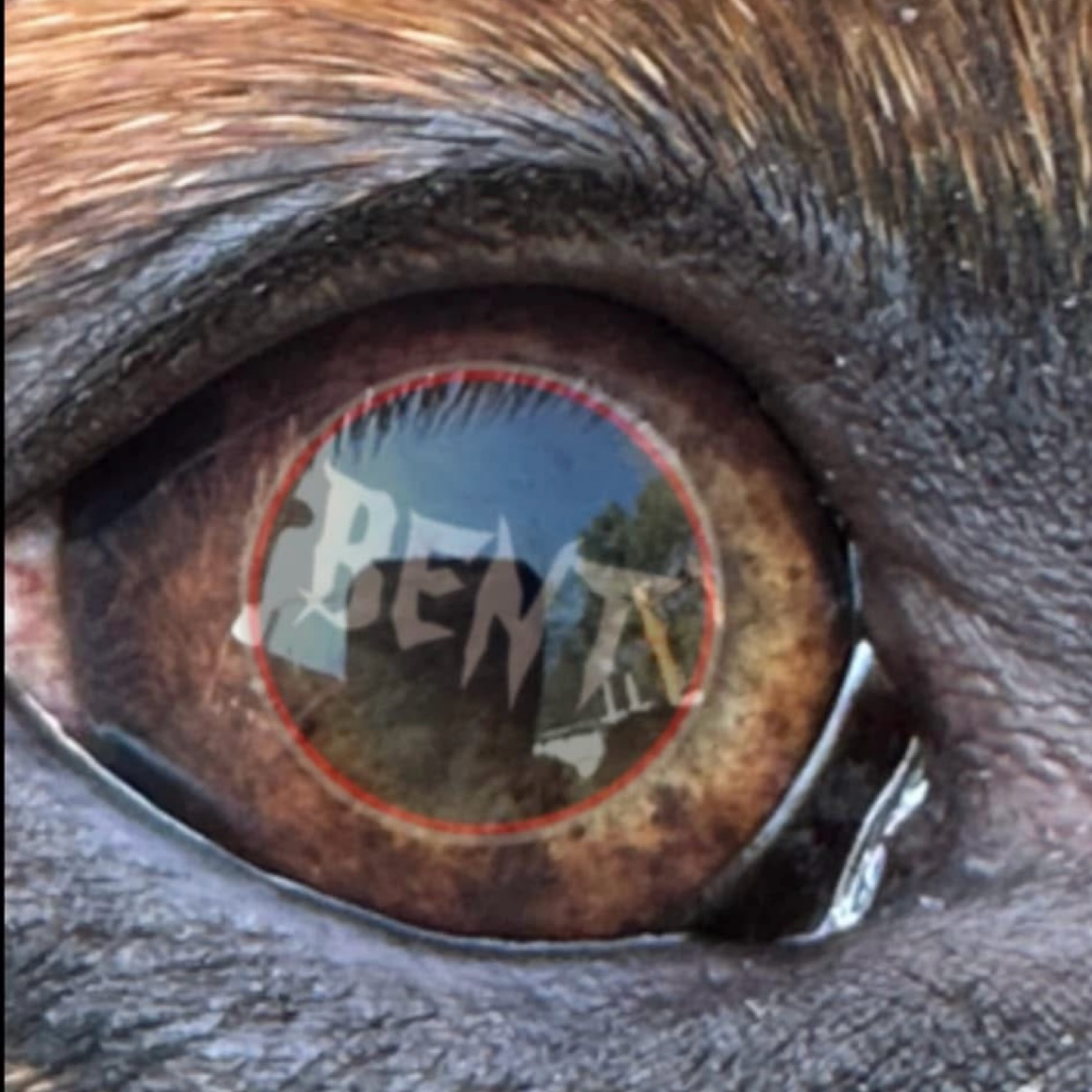 See What I See - Single