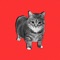Oiia Cat (Instrumental) - YaboiMatoi lyrics