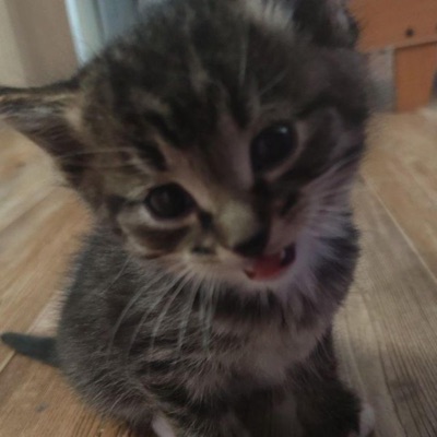 Pássaros (eu quero voar pra longe) - Single