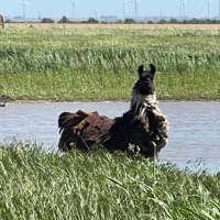 Some Other Time - Single - Caline