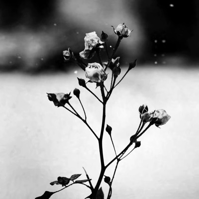 Spring Waltz (Mariage d'Amour) - Single