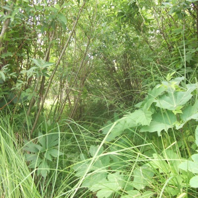 Diss track In the track (feat. Samuel26640 & Kush1evo) - Single