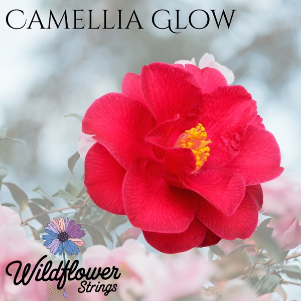 Camellia Glow
