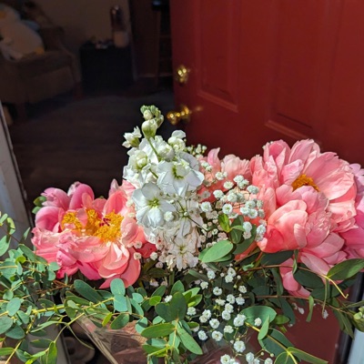 pink peonies - Single