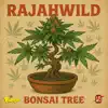 Bonsai Tree