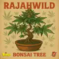 Bonsai Tree