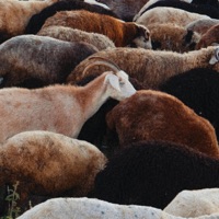 Olivia / Grande Ourse - Single - Hyacinthe