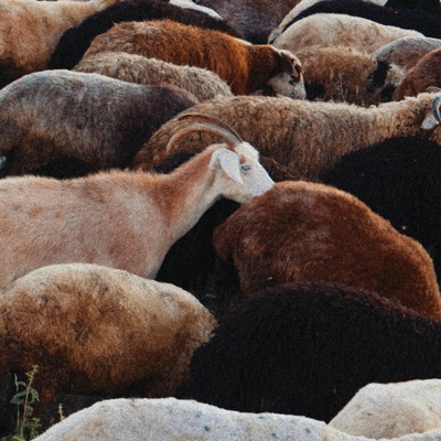 Olivia / Grande Ourse - Single