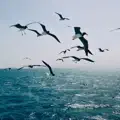 моє море (Acoustic version)