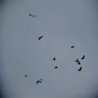 lady la - Single - NAVYXOWER