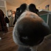 Josie