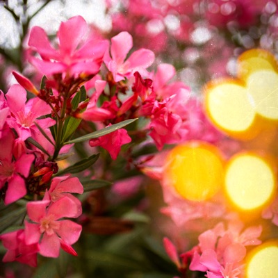 Suspended Thought - Single