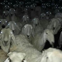 Active (feat. Jaydes Archive) - Single - Statma