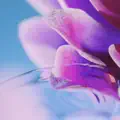 Fever