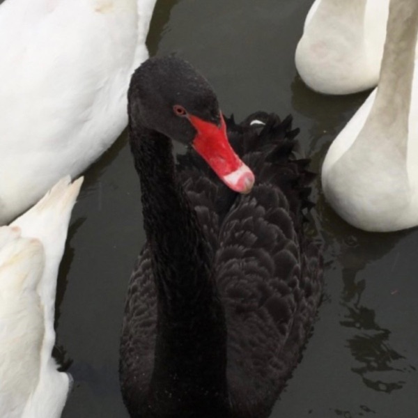 Black Swan