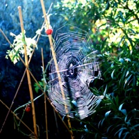 Toiles d'Araignée (feat. Camille Potte) - Single - Antonin Appaix