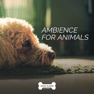 Ambience for Animals