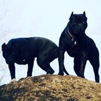 pitt - Single - buffetboyjohn