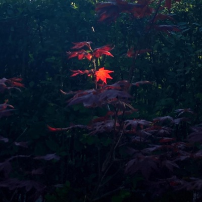 To Feel Seen (feat. Yamen Martini) - Single