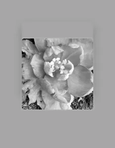 yh: песни, клипы, биография, даты выступлений и многое другое.