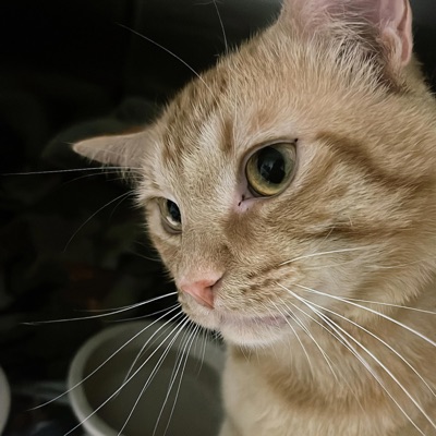 See My Three - Single