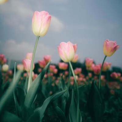 Scoff Han - Ideal Realm(Country style)