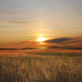 Reflective Meadows MindLight