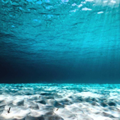 Ocean Bloom