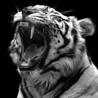 NAVAS - Single - Tigerr & YoNeowyde