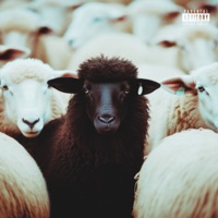 Black Sheep 2 - Asad Ill