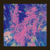 Redwood