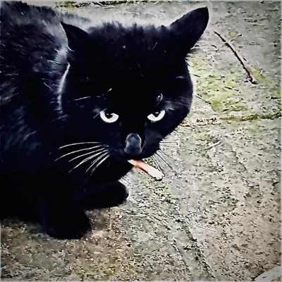 Black Cat - Single