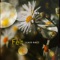 Felt - Llaid-bacc lyrics