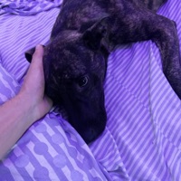 16 LINEAS CLUB EDIT - Single - Ojosfinos