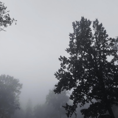 Mysterious forest - Single