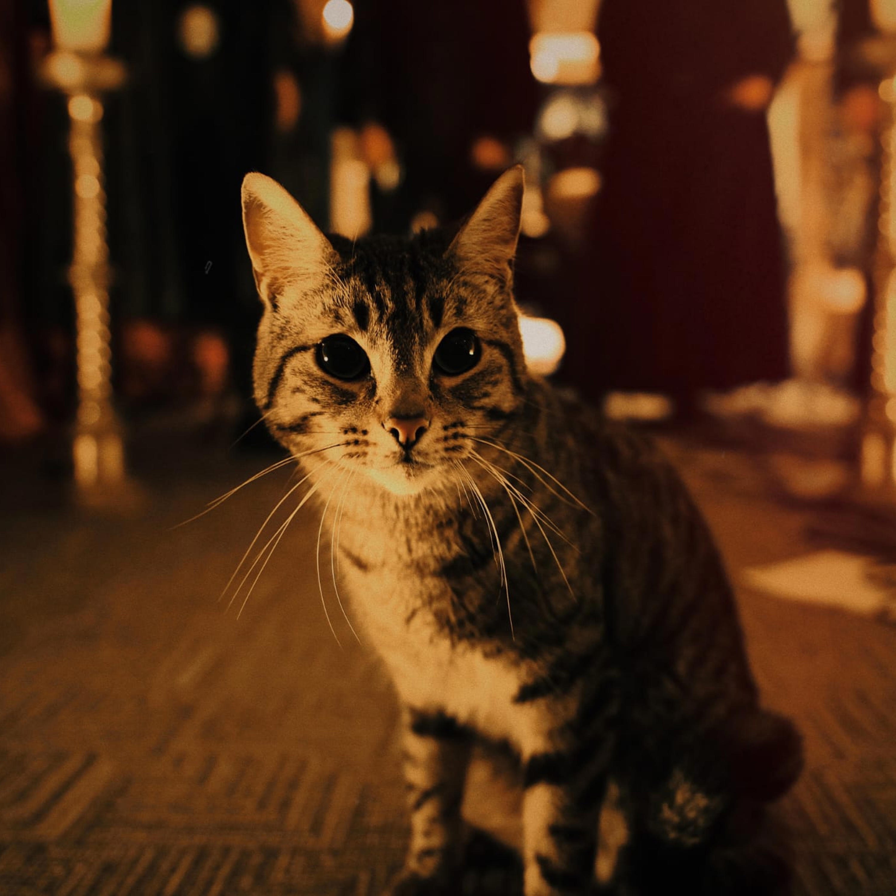 A través del manto - Single