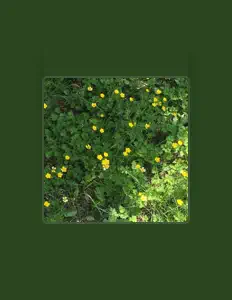 聆聽 mallysarchive、觀看音樂影片、閱讀小傳、查看巡演日期等！