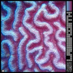 Syrinx