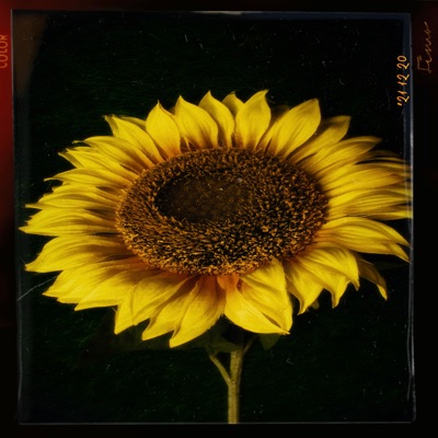 Everything (feat. NiNi) - Single