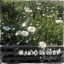 Luôn Là Anh (feat. mir) - Single