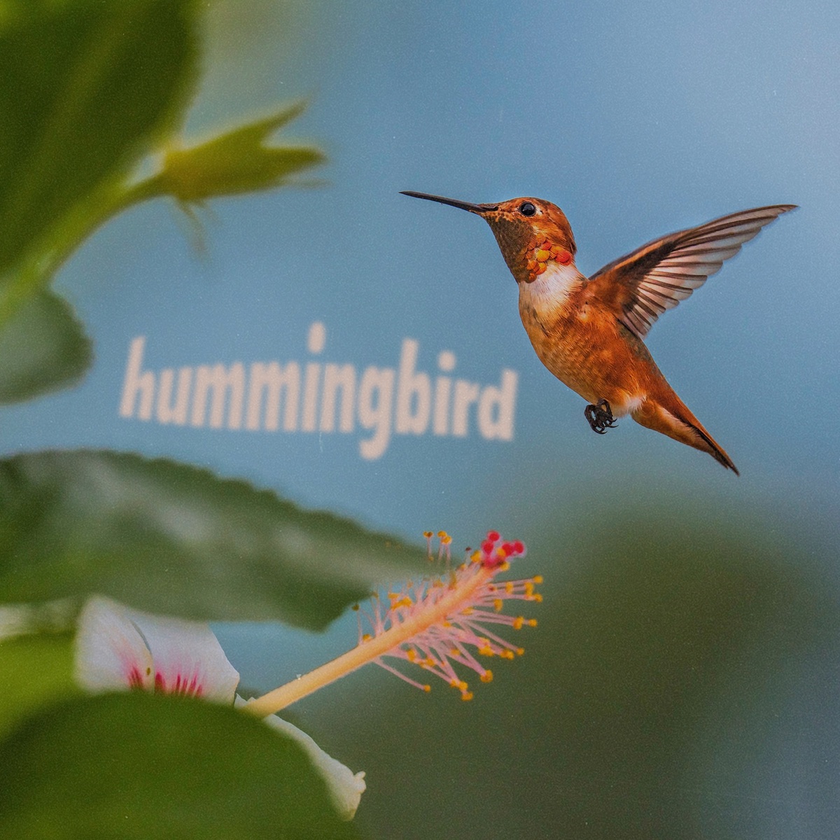 Johnny Stimson - Hummingbird - Single (2025) [iTunes Plus AAC M4A]-新房子