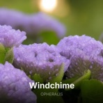 Windchime - Single
