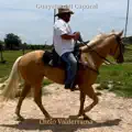 Guayabo Del Caporal